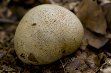 scléroderme commun (scleroderma citrinum)