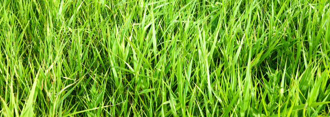 green grass