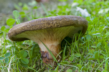 Paxille enroulé (paxillus involutus)