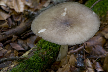 collybie à chapeau rayé (megacollybia platyphylla)