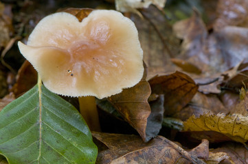 collybie du chêne (collybia dryophila)