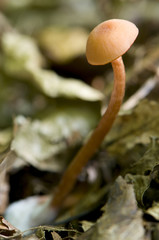 laccaire strié (laccaria fraterna)