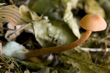 laccaire strié (laccaria fraterna)