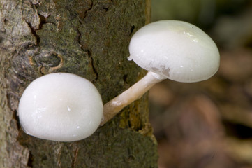 mucidule visqueuse (oudemansiella mucida)