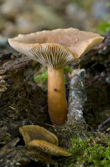 Fototapeta premium Lactaire subtile (Lactarius subdulcis)