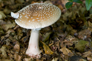 Amanite rougissante (Amanita rubescens)