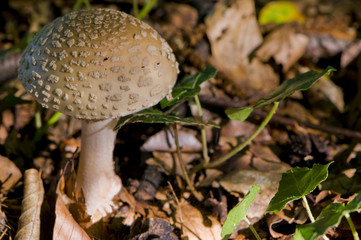 Amanite rougissante (Amanita rubescens)