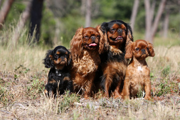 famille d'épagneul king charles au complet - descendance