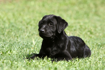 jeune labrador retriever noir couché en éveil sur la pelouse