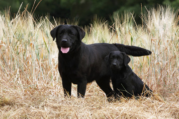 Labrador Retriever noir et son petit à la campagne