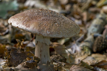 Amanite Rougissante / Vineuse / Golmotte ( Amanita rubescens )