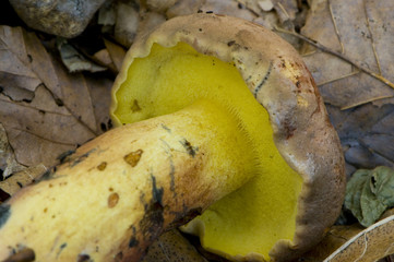 Bolet pulvérulent (Boletus  pulverulentus)