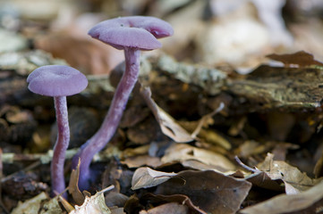 Laccaria amethystina (Laccaire améthyste /  clitocybe améthyste)
