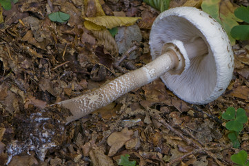 Obraz premium Lépiote élevée, Coulemelle (Macrolepiota procera)