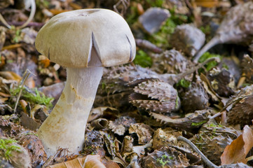 Cortinaire anormal (Cortinarius anomalus)