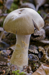 Cortinaire anormal (Cortinarius anomalus)