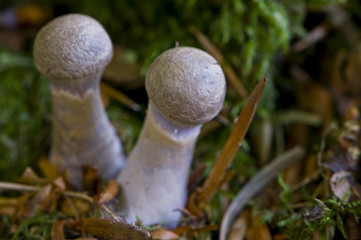 Cortinaire anormal (Cortinarius anomalus)