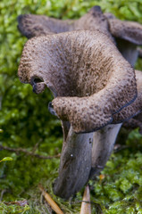 Trompette de la mort ( Craterellus cornucopioides )