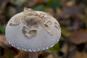 lépiote gracile (macrolepiota rickenii / macrolepiota gracilenta