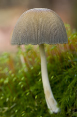 coprin micacé (Coprinus Micaceus)