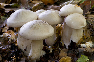 clitocybe nébuleux (clitocybe nebularis)