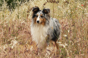 chien shetland de face debout en pleine nature - captivé