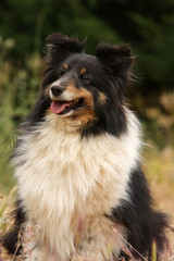 portrait d'un berger shetland tricolore de trois quart