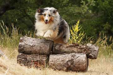 berger des shetlands qui saute des troncs d'arbre