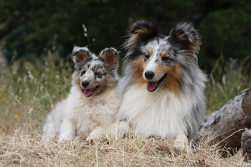 maman shetland et son chiot allongés dans l'herbe - génétique
