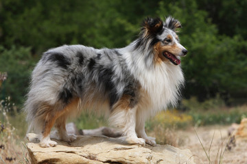 shetlalnd sheepdog blue merle de profil les sens en éveil