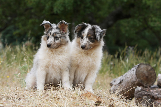 deux chiots shetland blue merle curieux assis dans une pairie
