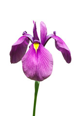 Flower of Iris 15