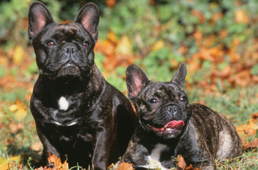 deux bouledogues français bringé côte à côte de face