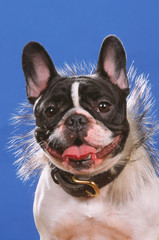 bouledogue français portant un collier fantaisie sur fond bleu