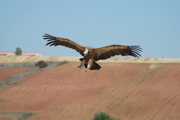 Buitre aterrizando