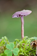 Amethyst Deceiver.
