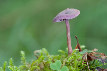Amethyst Deceiver.
