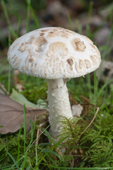 White False Deathcap.