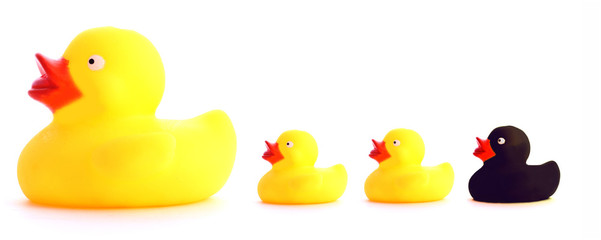 black duck with family