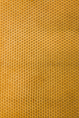 Honeycomb with bee
