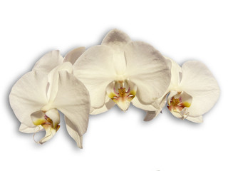 Fototapeta na wymiar Orchidées