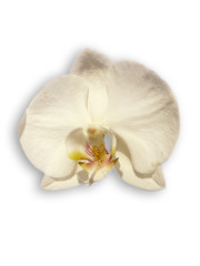 Fototapeta na wymiar Orchidée