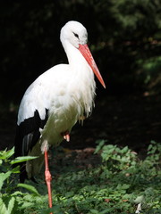 Weißstorch (Ciconia ciconia)