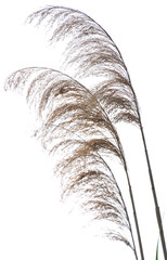 Three panicles of common reed Phragmites australis