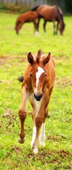 Young horse running on the green meadow.