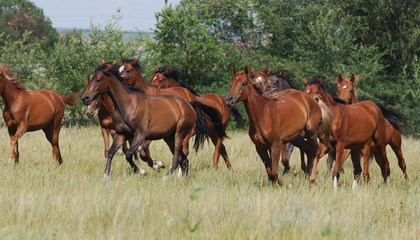 Obraz na płótnie Canvas herd of foals