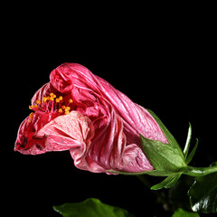 Hibiskus © Ro