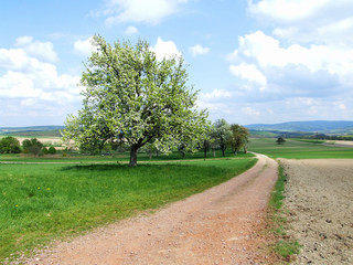 Feldweg im Hunsrück