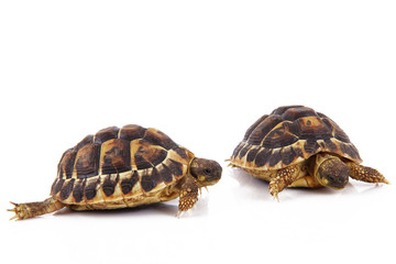 Fototapeta premium tartarughe