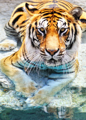 Picture of a bengal tiger near the water